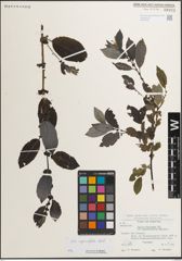 Foto von Salix myrsinifolia Salisb.